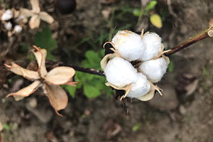 Certified Organic Cotton