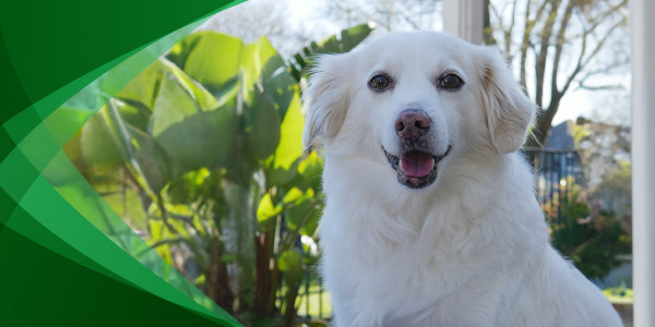 From Furry Friends to Feathered Companions: How Our Pets Inspire the Perfect Workwear for Petcare Professionals